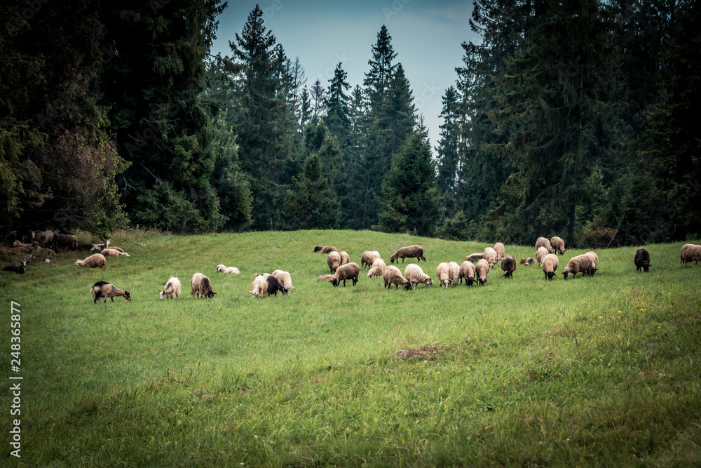 Fototapeta premium sheeps and goats on the pasture