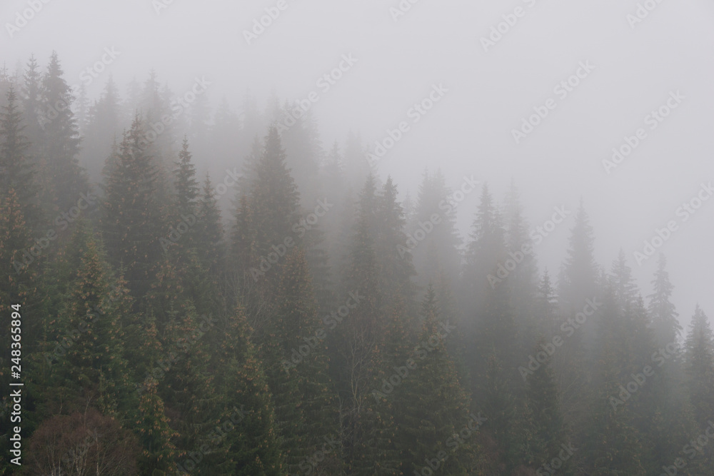 Coniferous forest on a cold, misty, autumn day