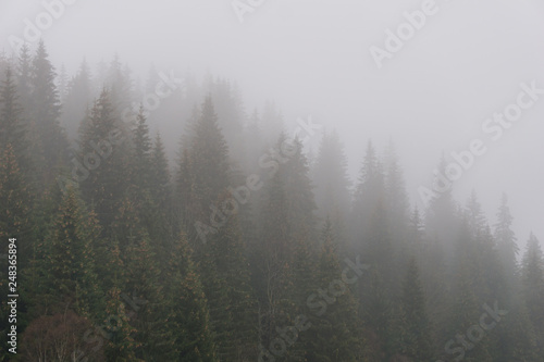 Coniferous forest on a cold, misty, autumn day