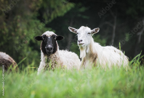 portrait of domestic goat
