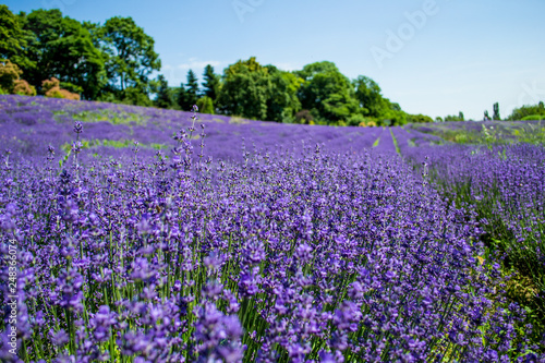 lavender bushes