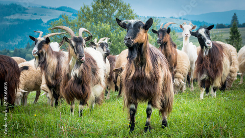 Bild auf Leinwand portrait of domestic goat