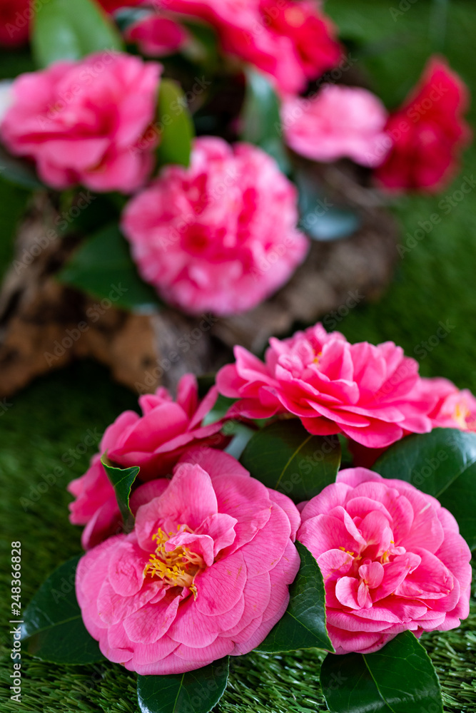 Selrcted garden camellia flower Selrcted garden camellia flower