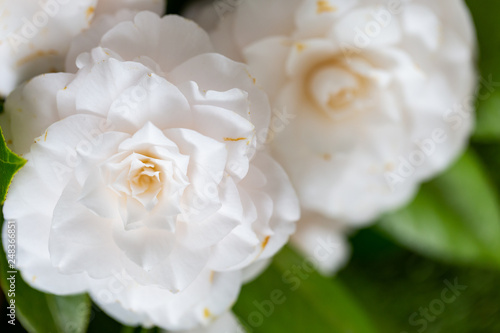 Selrcted garden camellia flower