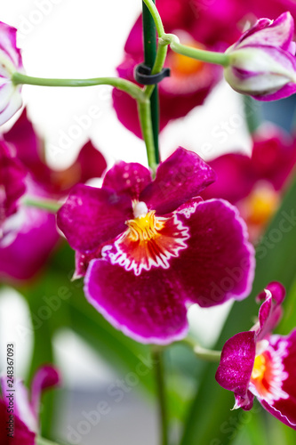 Fototapeta Naklejka Na Ścianę i Meble -  Selrcted garden orchid flower for decor
