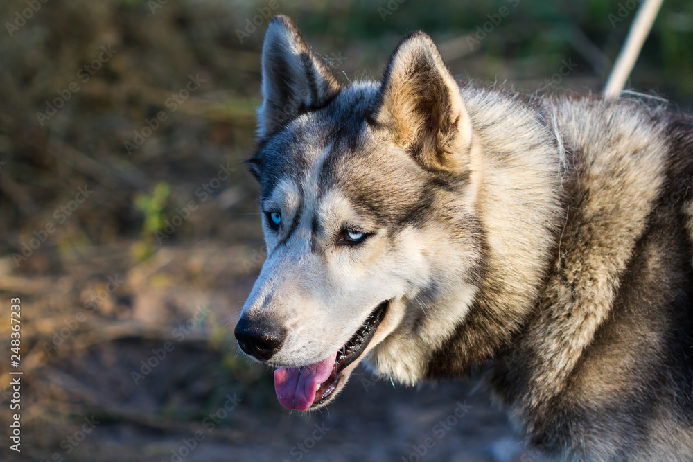 Husky dog