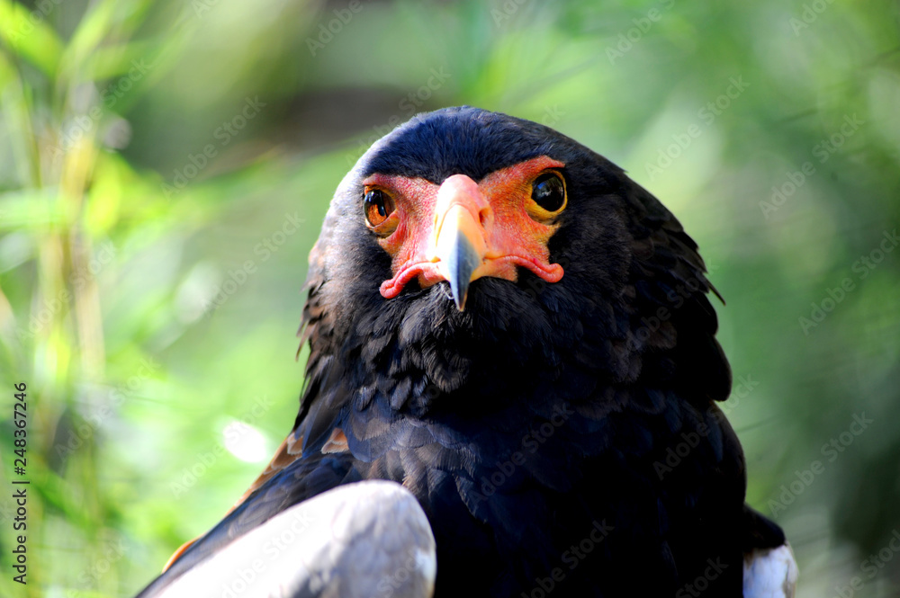 the Bateleur eagle is a medium sized black eagle with colorful face and beak. the Bateleur eagle is a medium sized black eagle with colorful face and beak.