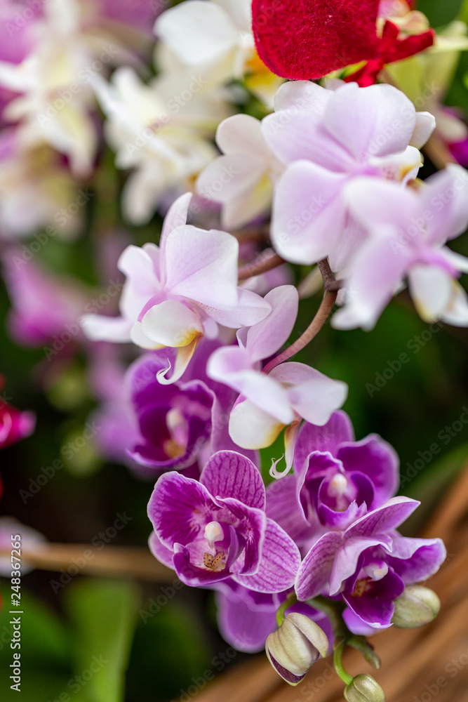 Selrcted garden orchid flower for decor Selrcted garden orchid flower for decor