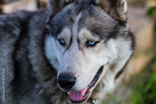 Husky dog