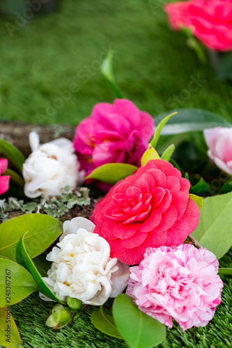 Selrcted garden camellia flower