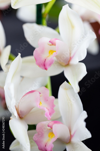 Fototapeta Naklejka Na Ścianę i Meble -  Selrcted garden orchid flower for decor
