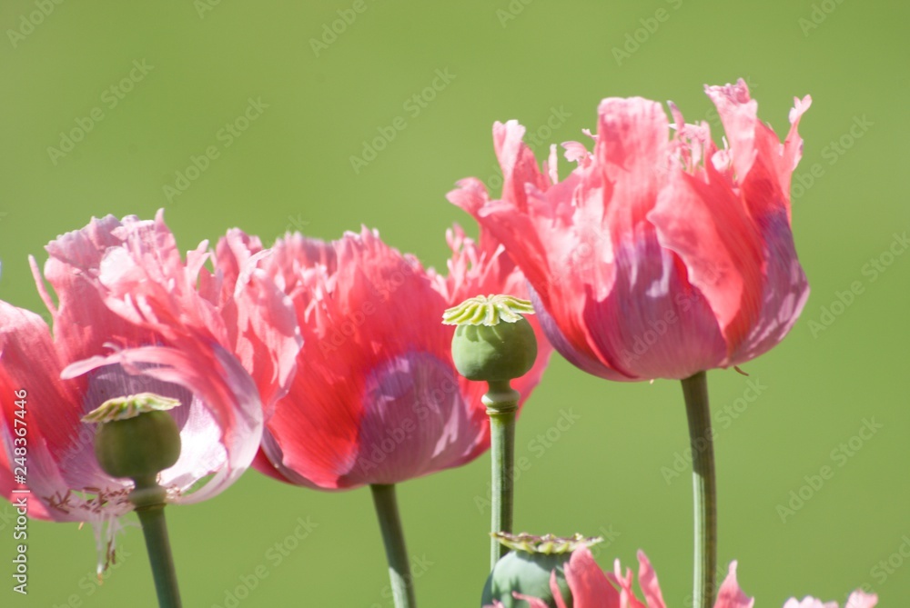 Obraz premium mohnblumen