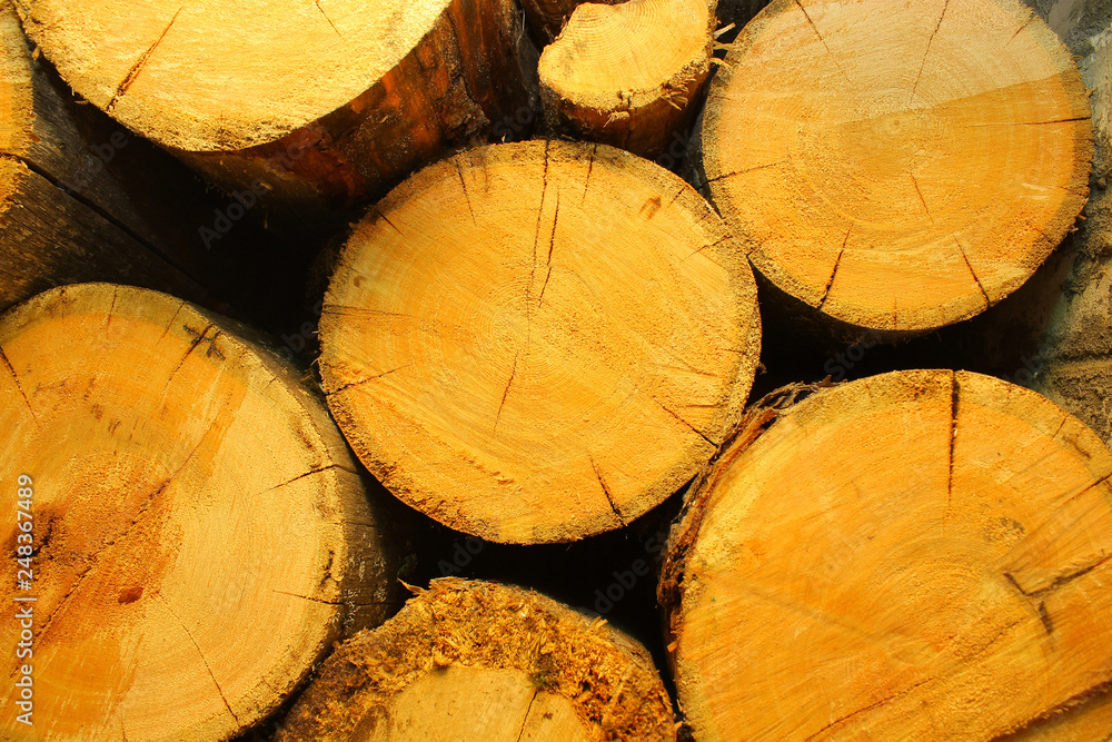 Naklejka premium background of the cut of trees