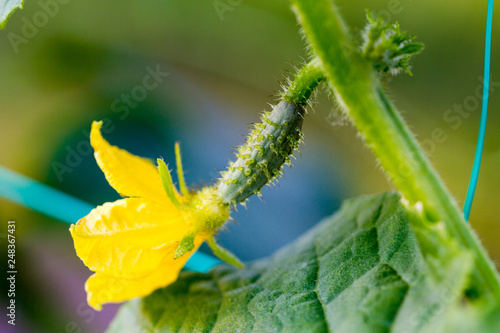 Blooming young cucumber
