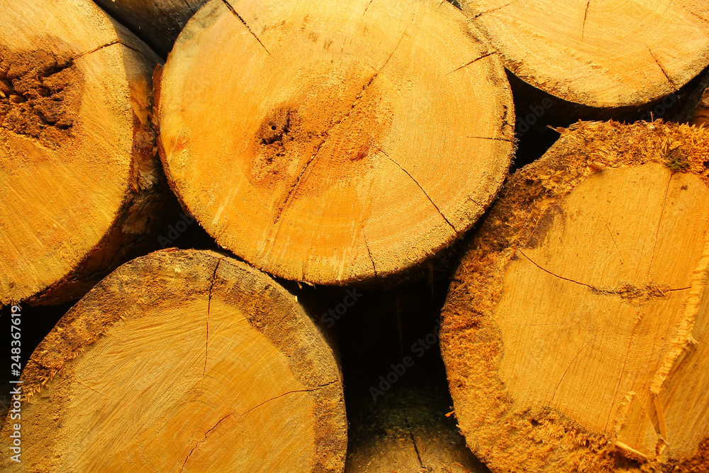 Naklejka premium background of the cut of trees