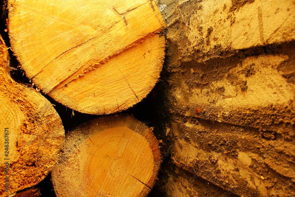 Naklejka premium background of the cut of trees