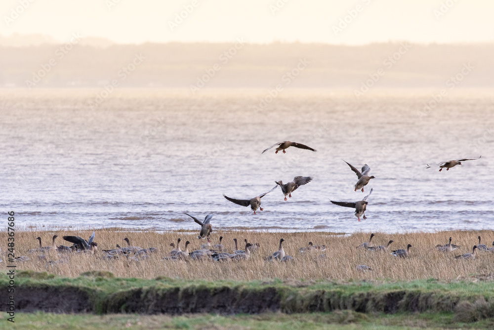 Pink-footed Geese