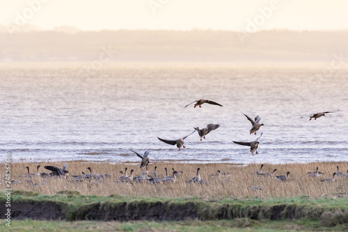 Pink-footed Geese © Baillie Photography