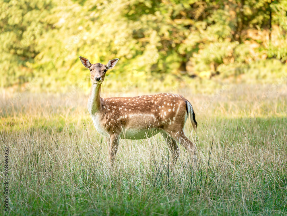 Image of deer standing on field and looking at the camera Image of deer standing on field and looking at the camera