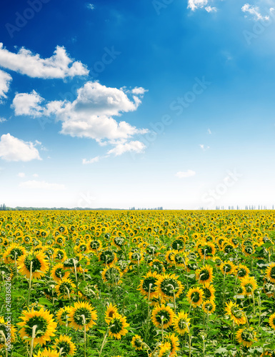 agriculture field with sunflowers and blue sky with clouds over it