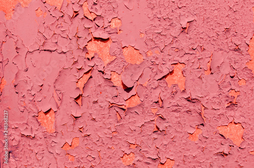 pink cracked paint on surface. weathered texture with trendy colors