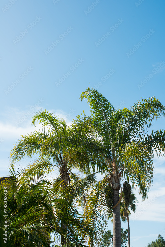 Fototapeta premium palm trees and sky