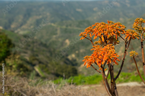 orange flowers on a background of a hillsdie photo