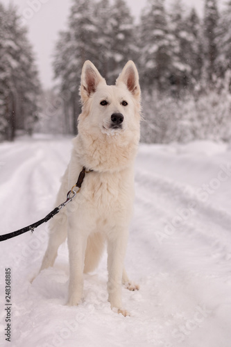 white beautiful dog in snow on a country road