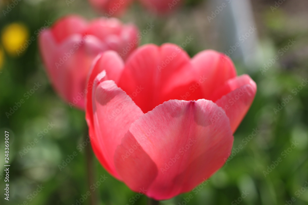 Pink tulip blooms in the garden on a sunny spring day. Pink tulip blooms in the garden on a sunny spring day.