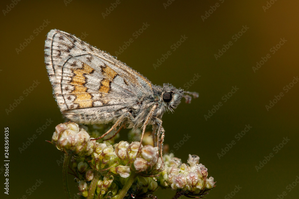 Fototapeta premium butterfly nature flower macro drop
