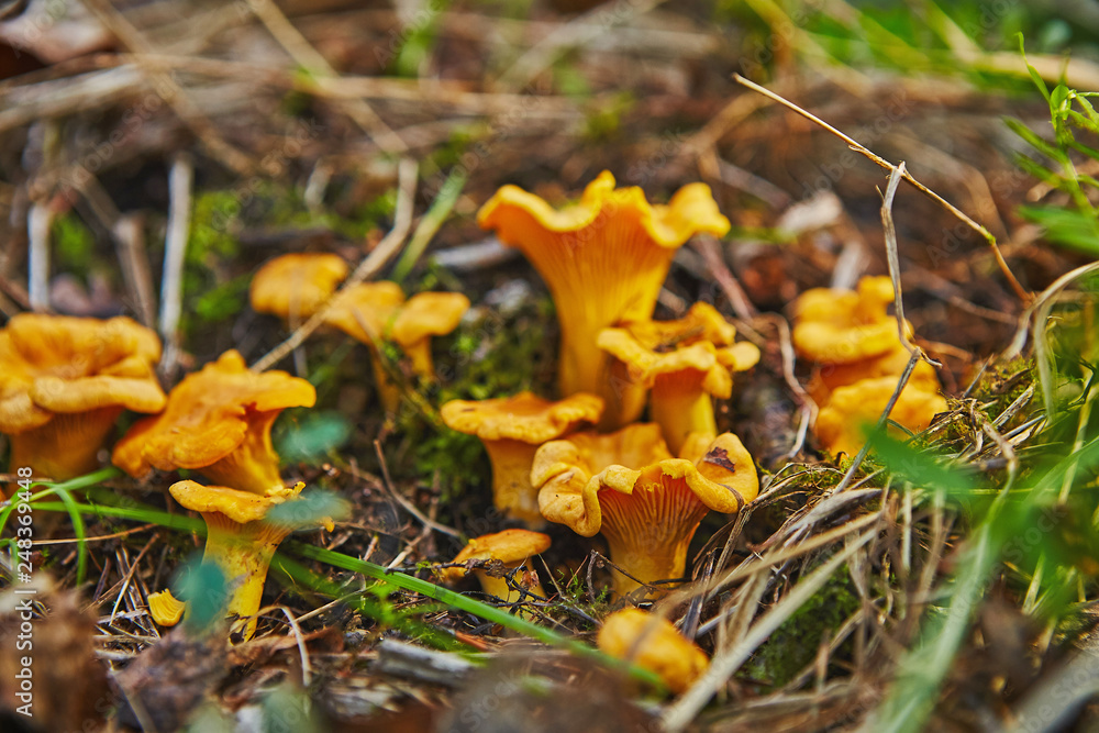 large group of chanterelles growing in forest large group of chanterelles growing in forest