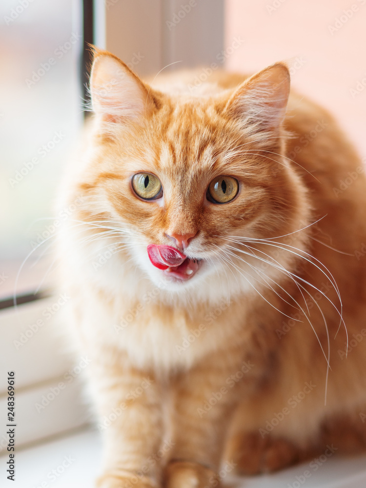 Cute ginger cat siting on window sill and licked. Fluffy pet with funny expression on face.