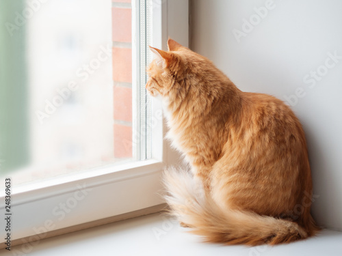 Cute ginger cat siting on window sill and waiting for something. Fluffy pet at home.