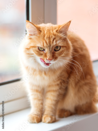 Cute ginger cat siting on window sill and licked. Fluffy pet with funny expression on face. © Konstantin Aksenov
