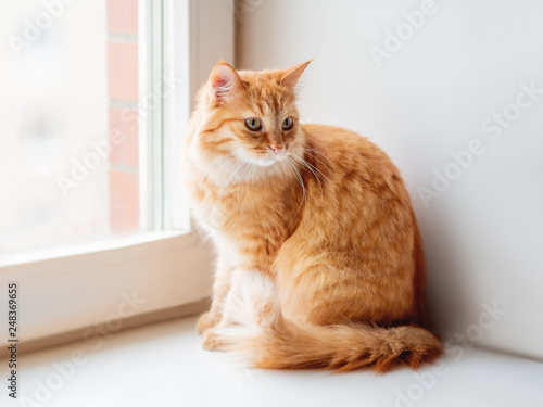 Cute ginger cat siting on window sill and waiting for something. Fluffy pet at home.