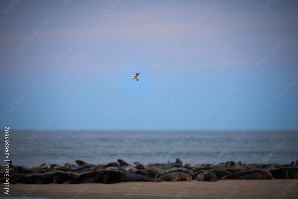Herd of Sea lions of the on a Cap Cod beach Herd of Sea lions of the on a Cap Cod beach