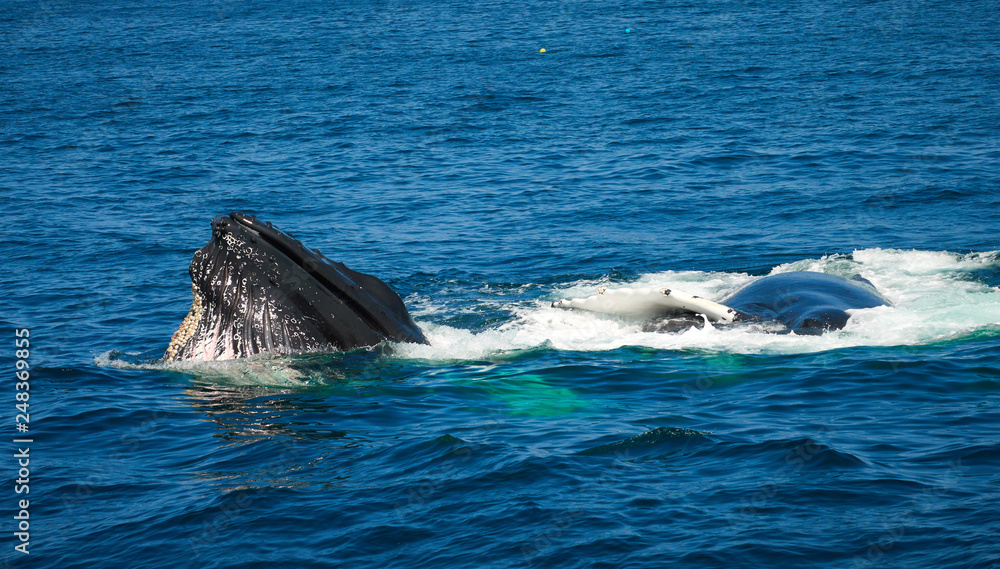Humpback whales of the coast of Cape Cod Humpback whales of the coast of Cape Cod