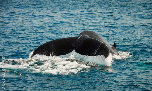 Humpback whales of the coast of Cape Cod © vanhurck