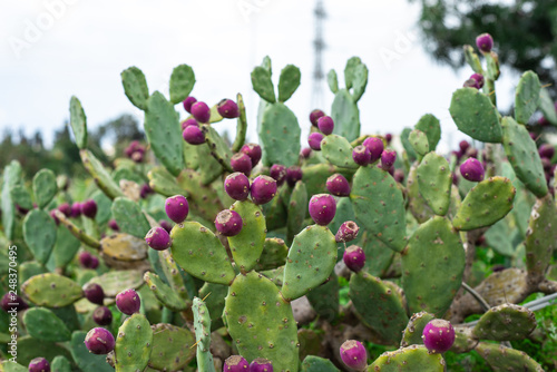 Eastern Prickly Pear 