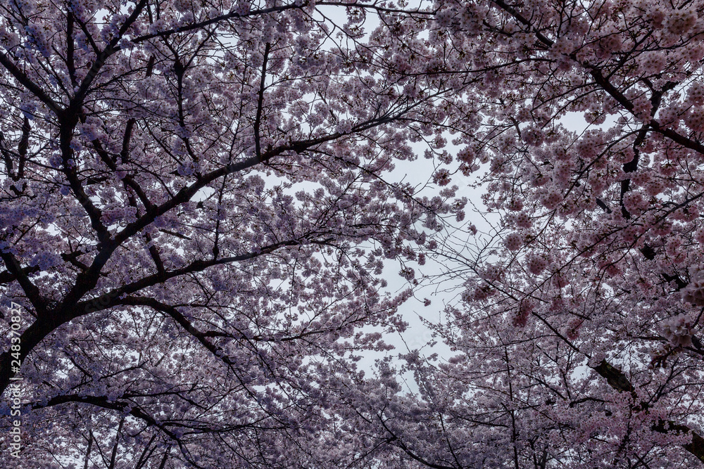 Blooming pink sakura flowers against the sky Blooming pink sakura flowers against the sky