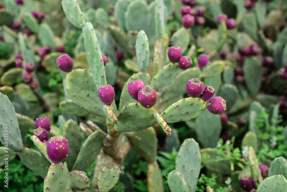 Eastern Prickly Pear Eastern Prickly Pear