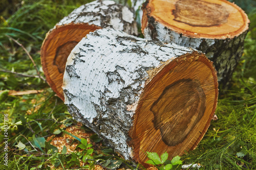 Birch log cutted in forest