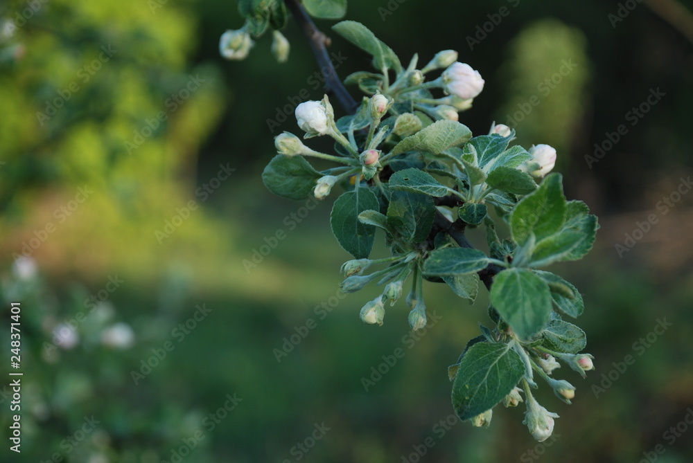 an apple tree blooms in the garden an apple tree blooms in the garden