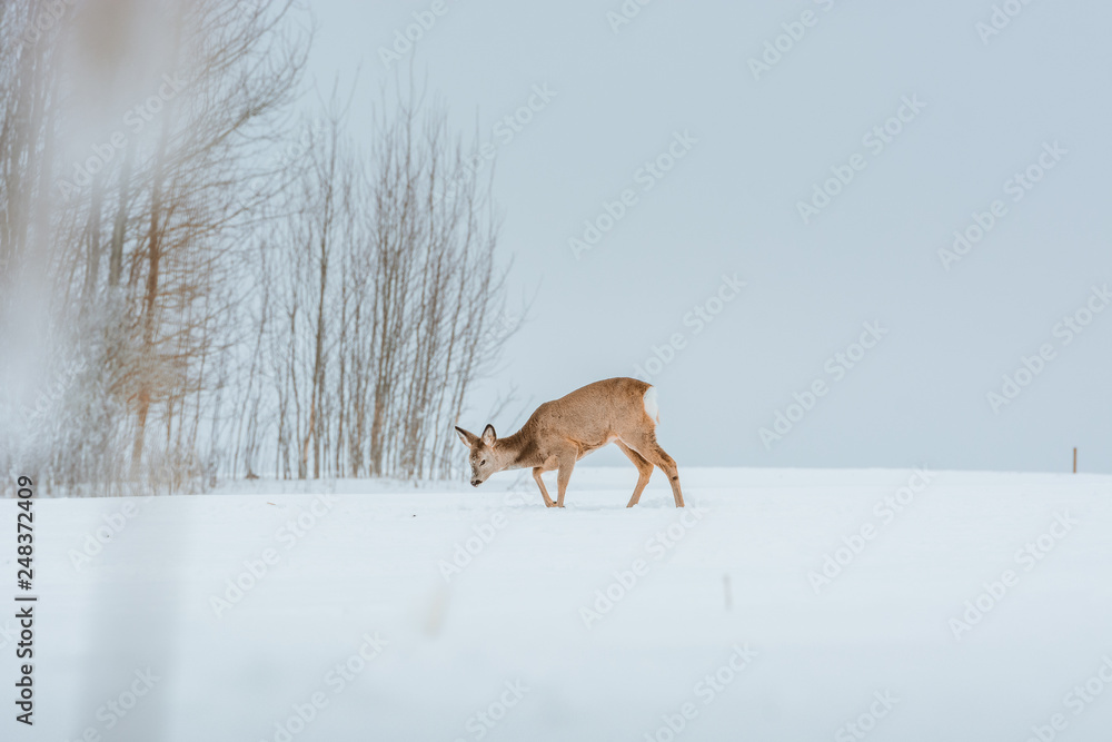 Young deer with brown fur looking for food on a snowy field with a forest in background. Thrilled facial expression staring straight. Bucks running over a field creating a picturesque winter landscape Young deer with brown fur looking for food on a snowy field with a forest in background. Thrilled facial expression staring straight. Bucks running over a field creating a picturesque winter landscape