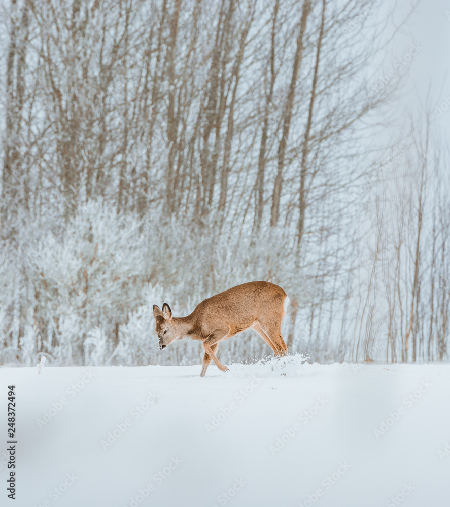 Young deer with brown fur looking for food on a snowy field with a forest in background. Thrilled facial expression staring straight. Bucks running over a field creating a picturesque winter landscape Young deer with brown fur looking for food on a snowy field with a forest in background. Thrilled facial expression staring straight. Bucks running over a field creating a picturesque winter landscape