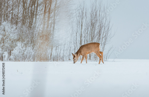 Young deer with brown fur looking for food on a snowy field with a forest in background. Thrilled facial expression staring straight. Bucks running over a field creating a picturesque winter landscape