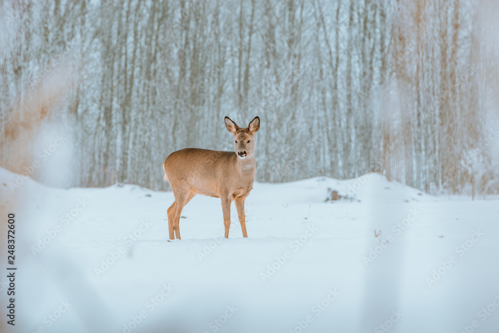 Fototapeta premium Young deer with brown fur looking for food on a snowy field with a forest in background. Thrilled facial expression staring straight. Bucks running over a field creating a picturesque winter landscape