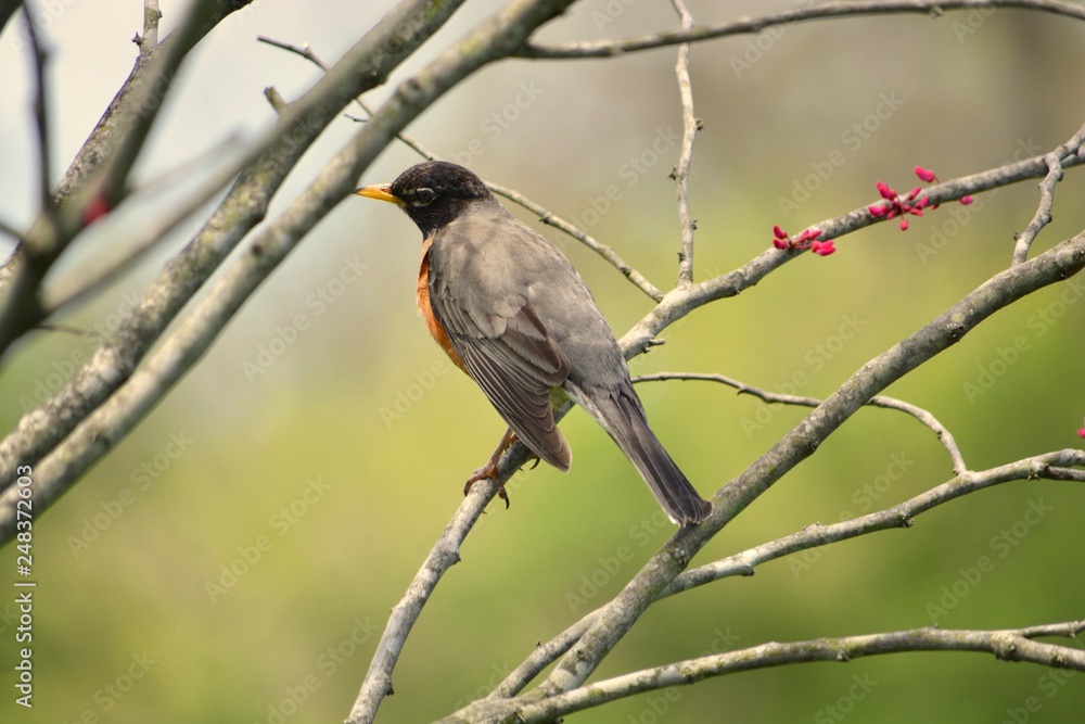 A Robin arriving during the early buds of spring A Robin arriving during the early buds of spring