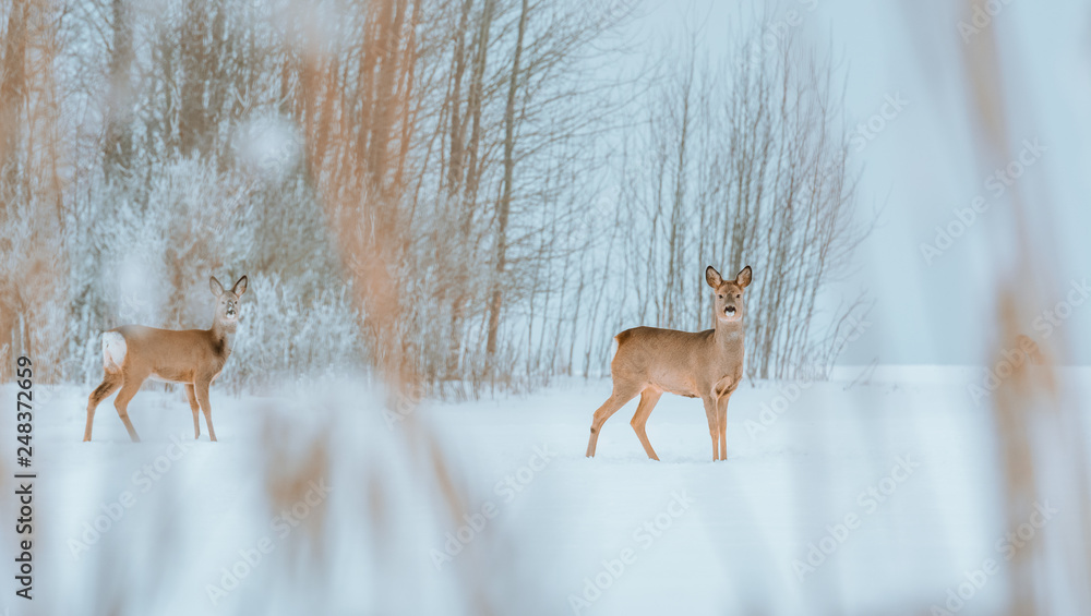 Young deer with brown fur looking for food on a snowy field with a forest in background. Thrilled facial expression staring straight. Bucks running over a field creating a picturesque winter landscape Young deer with brown fur looking for food on a snowy field with a forest in background. Thrilled facial expression staring straight. Bucks running over a field creating a picturesque winter landscape