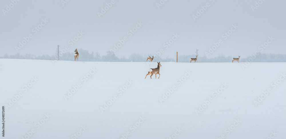 Young deer with brown fur looking for food on a snowy field with a forest in background. Thrilled facial expression staring straight. Bucks running over a field creating a picturesque winter landscape